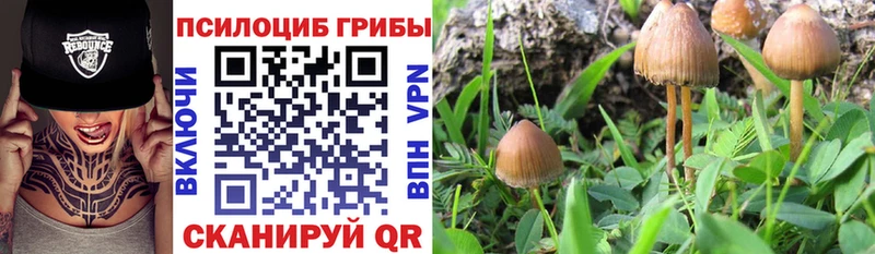 где найти   Кировград  Галлюциногенные грибы Psilocybe 